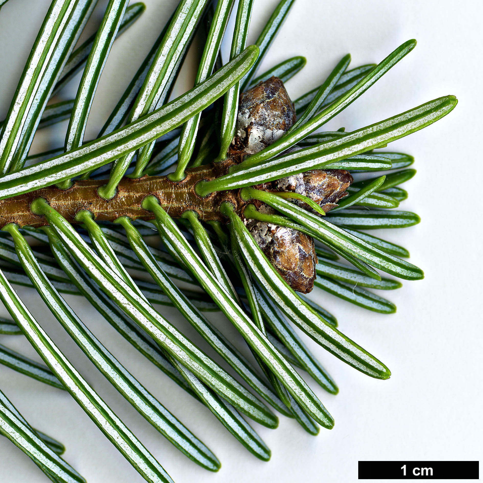 High resolution image: Family: Pinaceae - Genus: Abies - Taxon: nordmanniana - SpeciesSub: subsp. equi-trojani